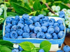 Молдова рискует потерять собственное производство голубики из-за нерентабельности