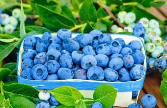 Молдова рискует потерять собственное производство голубики из-за нерентабельности