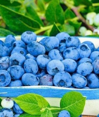 Молдова рискует потерять собственное производство голубики из-за нерентабельности