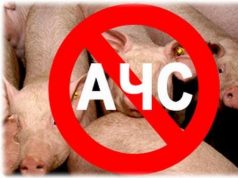 Африканская чума свиней: на ферме в Новоаненском районе ликвидируют 65 тысяч животных