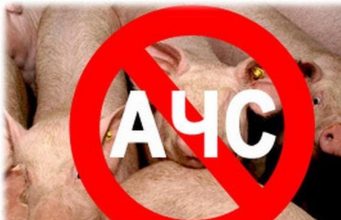 Африканская чума свиней: на ферме в Новоаненском районе ликвидируют 65 тысяч животных