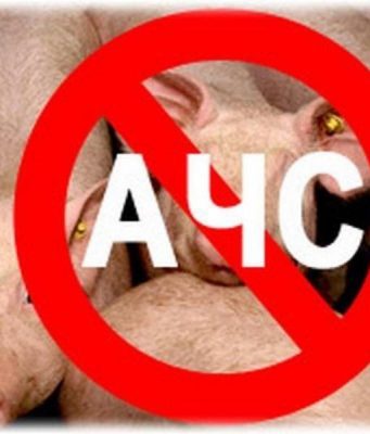 Африканская чума свиней: на ферме в Новоаненском районе ликвидируют 65 тысяч животных