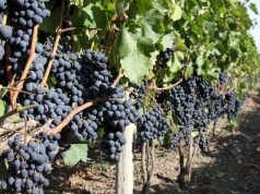 Производство винограда в Молдове в 2024 году сократилось почти на треть