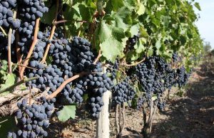 Производство винограда в Молдове в 2024 году сократилось почти на треть