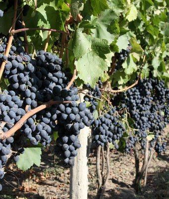 Производство винограда в Молдове в 2024 году сократилось почти на треть