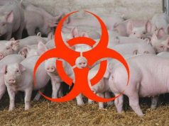 Африканская чума поразила ферму с 65 тысячами голов под Новыми Аненами