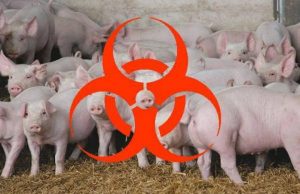 Африканская чума поразила ферму с 65 тысячами голов под Новыми Аненами