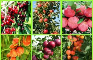 В Молдове растет урожайность садов, но объем производства фруктов падает