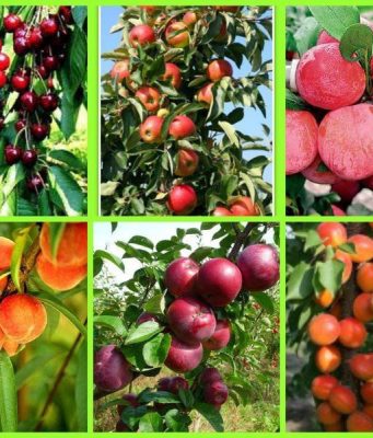 В Молдове растет урожайность садов, но объем производства фруктов падает