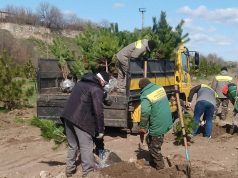 У Бендерской крепости высадили более 130 крымских сосен