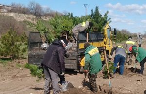У Бендерской крепости высадили более 130 крымских сосен