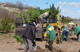 У Бендерской крепости высадили более 130 крымских сосен