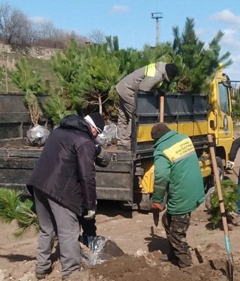 У Бендерской крепости высадили более 130 крымских сосен