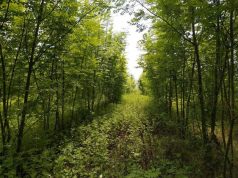 Лазаренку: Молдова остаётся одной из самых безлесных стран Европы с показателем в 11%