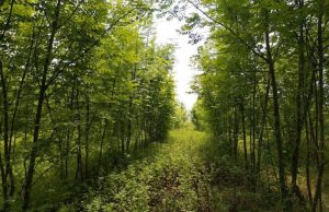 Лазаренку: Молдова остаётся одной из самых безлесных стран Европы с показателем в 11%