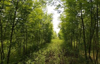 Лазаренку: Молдова остаётся одной из самых безлесных стран Европы с показателем в 11%