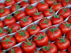 Молдова начала экспорт томатов, но внутренний спрос остается неудовлетворенным