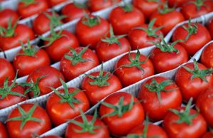 Молдова начала экспорт томатов, но внутренний спрос остается неудовлетворенным