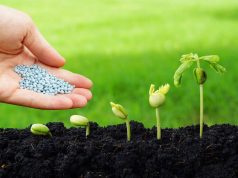 Молдова выделяет до 800 тыс. леев на проекты по улучшению почвы