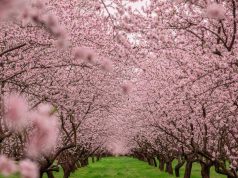 Миндальный сад зацвёл под Страшенами