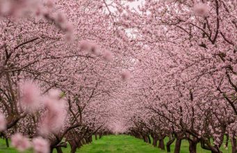 Миндальный сад зацвёл под Страшенами