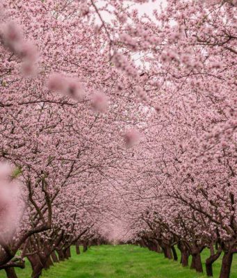Миндальный сад зацвёл под Страшенами