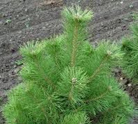 В Дубоссарах семья попыталась «позаимствовать» саженцы, но план провалился