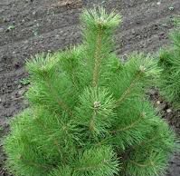 В Дубоссарах семья попыталась «позаимствовать» саженцы, но план провалился