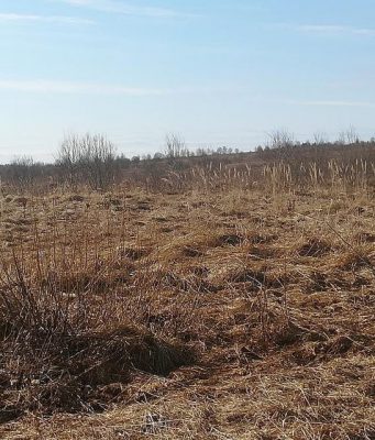 В Молдове с 1 апреля 2025 года вступают в силу новые правила для заброшенных сельхозземель