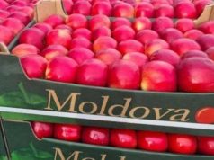 Молдова покоряет Британию: экспорт фруктов бьет рекорды