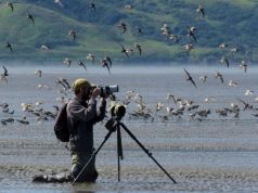 В преддверии Дня птиц в Молдове призывают делиться наблюдениями за птицами