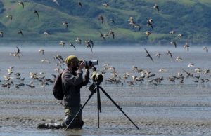 В преддверии Дня птиц в Молдове призывают делиться наблюдениями за птицами