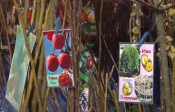 Фруктовые деревья и кустарники пользуются большим спросом на рынках Молдовы