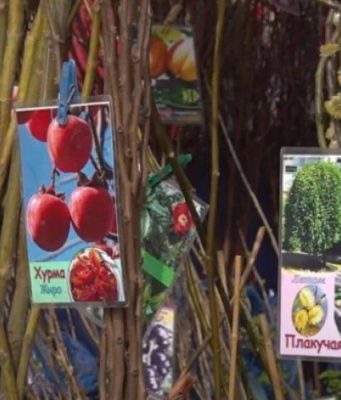 Фруктовые деревья и кустарники пользуются большим спросом на рынках Молдовы