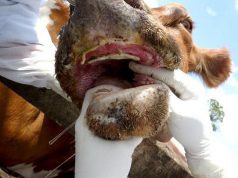 Австрия закрывает границу с Венгрией и Словакией из-за опасного вируса