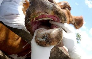 Австрия закрывает границу с Венгрией и Словакией из-за опасного вируса