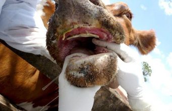 Австрия закрывает границу с Венгрией и Словакией из-за опасного вируса