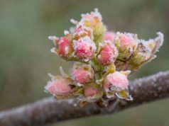 В Молдове прогнозируют заморозки: плодовые культуры под угрозой