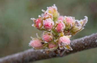 В Молдове прогнозируют заморозки: плодовые культуры под угрозой