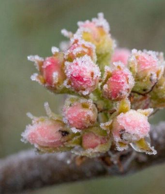 В Молдове прогнозируют заморозки: плодовые культуры под угрозой