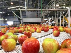 Молдове практически остановлены поставки промышленного яблока на переработку