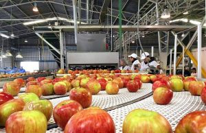 Молдове практически остановлены поставки промышленного яблока на переработку