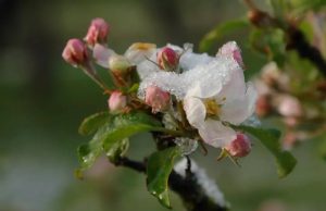 Власти Молдовы субсидируют системы защиты от заморозков и метеостанции для фермеров