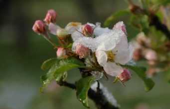 Власти Молдовы субсидируют системы защиты от заморозков и метеостанции для фермеров