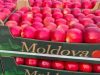 Молдова наращивает экспорт яблок: рост в марте составил 43%