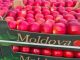 Молдова наращивает экспорт яблок: рост в марте составил 43%