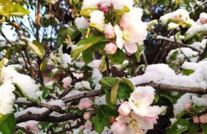 Сельхозпроизводители Молдовы сообщают о серьёзных потерях урожая из-за заморозков