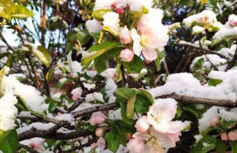 Сельхозпроизводители Молдовы сообщают о серьёзных потерях урожая из-за заморозков