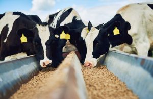 Государство поддерживает строительство современного комбикормового комплекса в Молдове