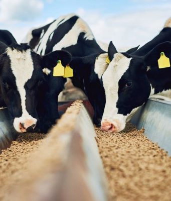 Государство поддерживает строительство современного комбикормового комплекса в Молдове